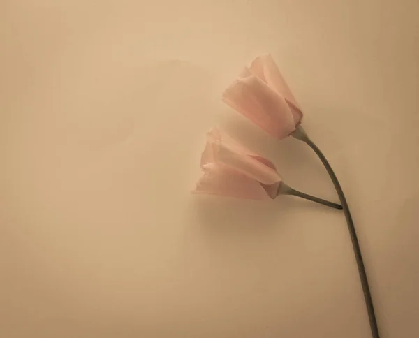 Oranje papaver geïsoleerd op zachte kleur papier achtergrond — Stockfoto