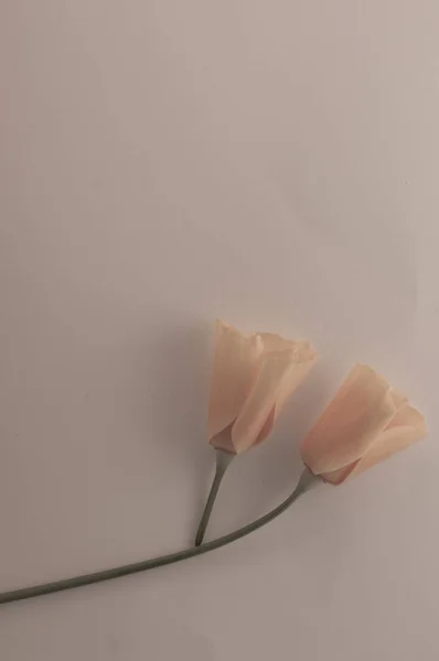 부드러운 색깔 의종 이 배경에 분리되어 있는 주황 양귀비 — 스톡 사진