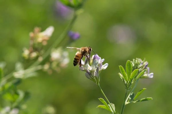 Honey bee pollinates alfalfa flower on natural background Royalty Free Stock Photos