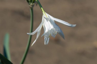 Deniz zambakları, beyaz Pancratium maritimum doğal kum arka planında.