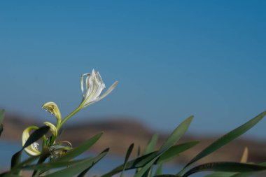 Deniz zambakları, beyaz Pancratium maritimum doğal kum arka planında.