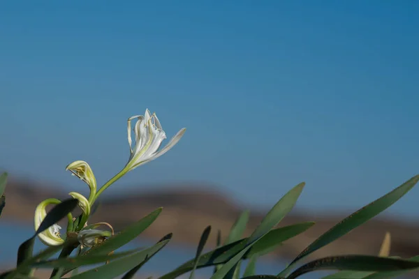 Sea lillies, white Pancratium maritimum on natural sand background Stock Image