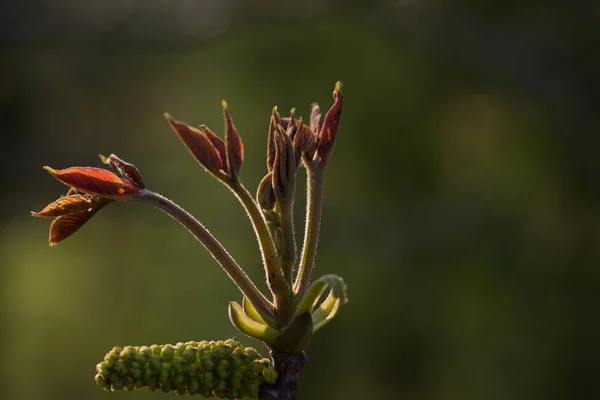 Καρύδι κλαδί την άνοιξη στο φόντο natura — Φωτογραφία Αρχείου