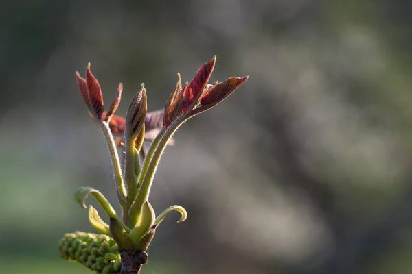 Καρύδι κλαδί την άνοιξη στο φόντο natura — Φωτογραφία Αρχείου