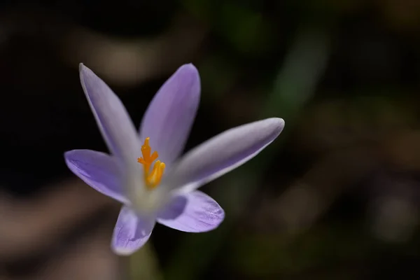 Close Wild Saffron Flowers Field Beautiful Springtime Blossom — Stock Photo, Image