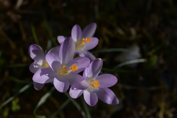 Bir Tarladaki Yabani Safran Çiçeklerine Yakın Güzel Bahar Çiçekleri — Stok fotoğraf