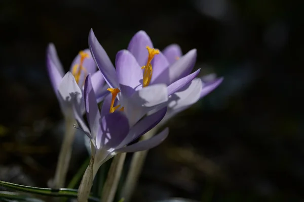 Nahaufnahme Von Wilden Safranblüten Auf Einem Feld Schöne Frühlingsblüte — Stockfoto