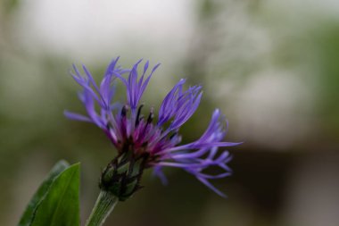Mavi yakın plan çiçek, bahar çiçeği, doğal arka plan.