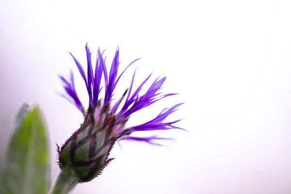 Flores Milho Closeup Azul Flor Primavera Fundo Natural — Fotografia de Stock