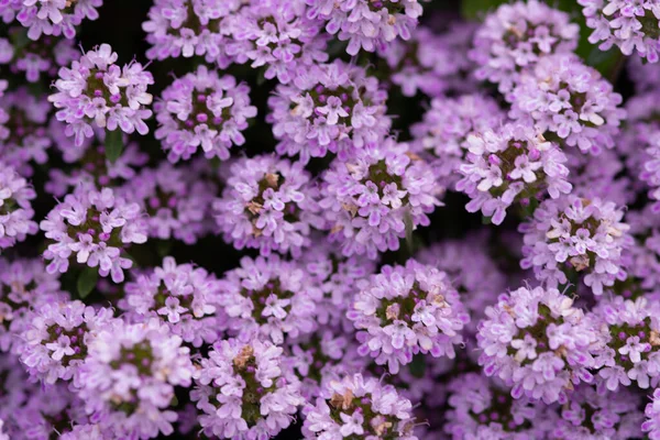 Mooie Achtergrond Tijm Lente Bloesem Bloemen — Stockfoto