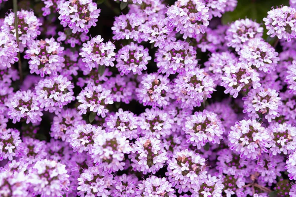 Fundo Bonito Flor Primavera Tomilho Flores — Fotografia de Stock