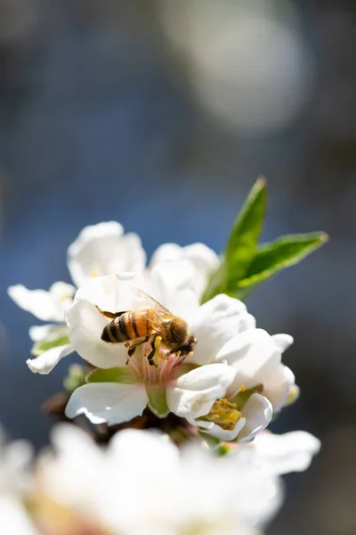 Honey Bee Pollinating Almond Blossoms Springtime Royalty Free Stock Images