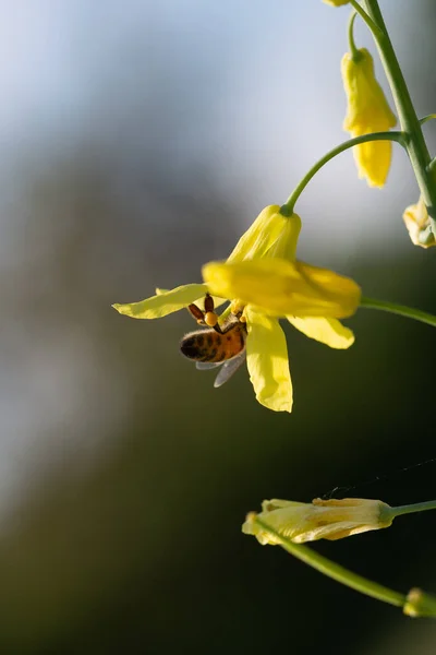 Pszczoły Zbierające Nektar Pyłek Żółtych Kwiatach Kwitnącej Toskańskiej Kapusty — Zdjęcie stockowe