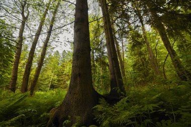 ormanda ve ışık ışınları yüksek gövde