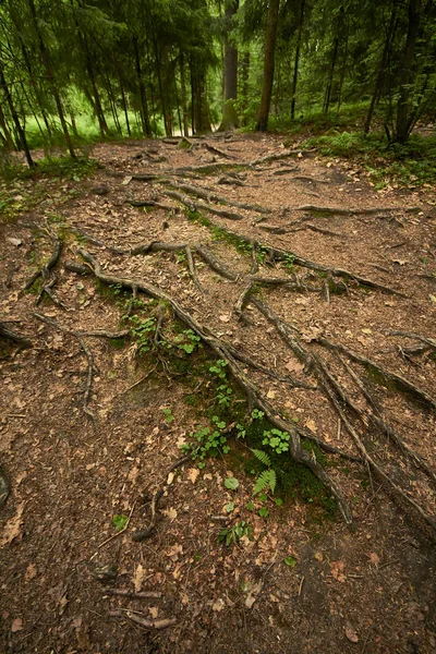 roots on the forest path
