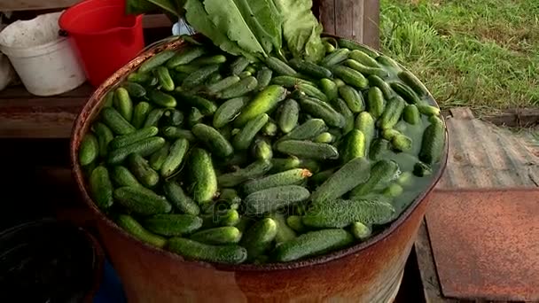 Barrel istobenskogo cucumbers — Stock Footage Barrel istobenskogo cucumbers Stock Footage