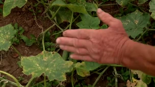 Collection of cucumbers — Stock Footage Collection of cucumbers Stock Video