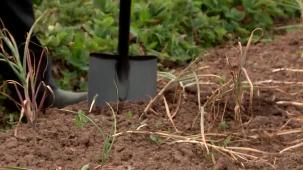 Digging garlic for pickling cucumbers — Stock Footage Digging garlic for pickling cucumbers Stock Video