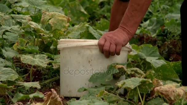 How to raise cucumbers from the garden — Stock Footage How to raise cucumbers from the garden Royalty Free Stock Video