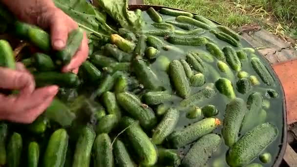 How to wash the cucumbers before pickling — Stock Footage How to wash the cucumbers before pickling Stock Footage