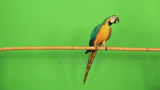 parrot breed macaw walks on a bamboo branch on a green background and leaves