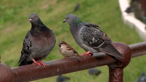 Sparrows Pigeons Park — Stock Video © Zanderberg #195113732