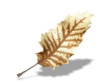Beyaz Arkaplanda Kahverengi Sonbahar Yaprağı