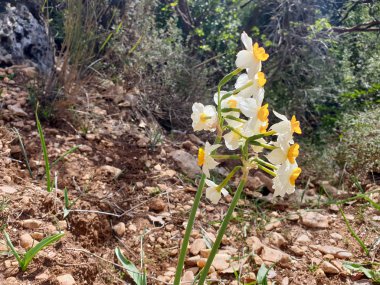 Beyaz Vahşi Narcissus Çiçeği