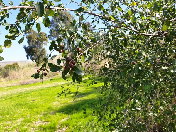 Israeliska Träd Och Blommor Träd Gren Närbild Och Grönt Gräs — Stockfoto