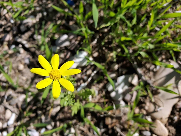 Amarillo Oriental Groundsel Flor Primer Plano — Foto de Stock