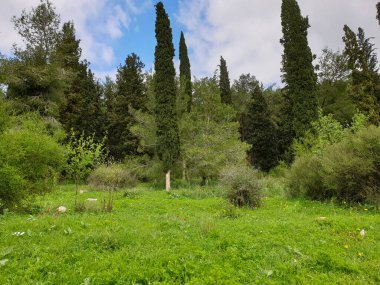 High Trees, Green Grass, Red Anemones. Mavi Gök ve Beyaz Bulutlar
