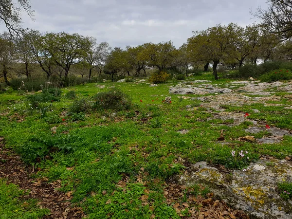 Árboles Hierba Flores Cielo Gris Foto Naturaleza Invierno —  Fotos de Stock