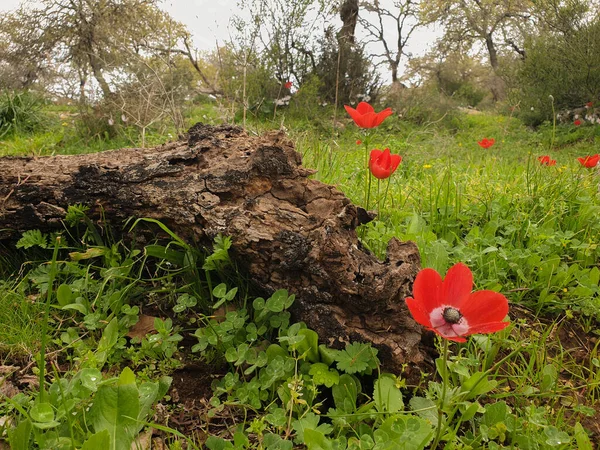 Крупный План Red Anemones Капельками Дождя Стволом Дерева Зеленой Травой — стоковое фото