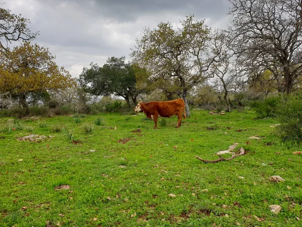 Vaca Marrón Pie Campo Verde Árboles Nubes Grises Fondo —  Fotos de Stock