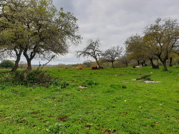 Yeşil Tarlada Çiçekli Nekler Grubu Ağaçların Yakınında — Stok fotoğraf