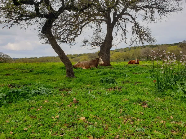 Dos Vacas Campo Verde Con Flores Cerca Los Árboles —  Fotos de Stock