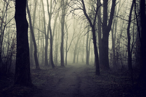 Mysterious forest in the fog, which means the unknown and our fears.