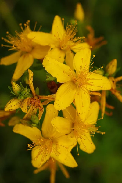 Fleur jaune de millepertuis gros plan — Photo