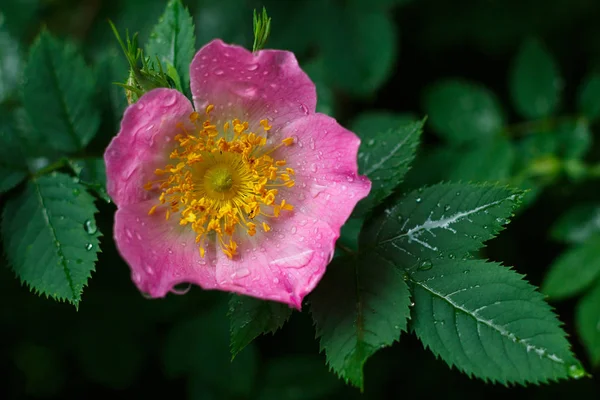 Floraison guérison fleur rose — Photo