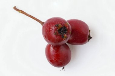 Beyaz arka planda Hawthorn