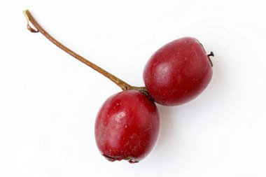 Beyaz arka planda Hawthorn