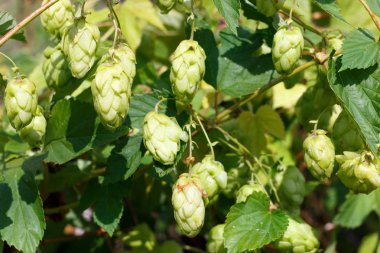 Biranın yapıldığı büyüyen zıplamalar.