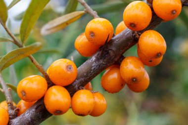 Buckthorn 'a yakın çekim.