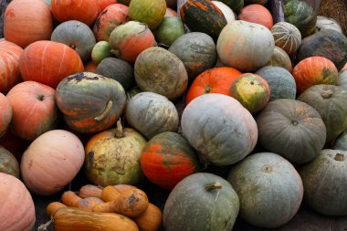 Farklı renkte bir balkabağı yığını