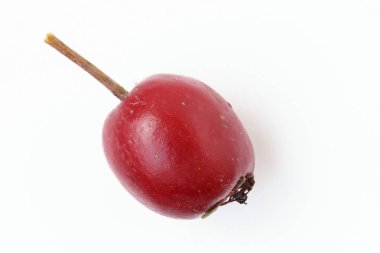 Beyaz arka planda Hawthorn