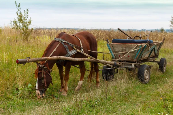 Horse Old Wagon — Stock Photo, Image