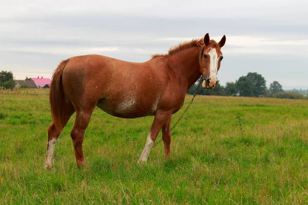 Bellissimo Cavallo Marrone Pascolo Sull Erba Verde — Foto Stock