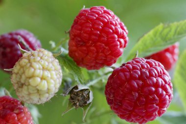 Bush 'ta yetişen bir grup ahududu