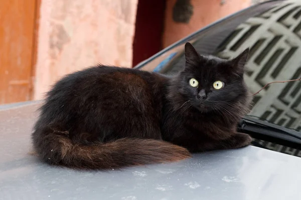 Наляканий Чорний Кіт — стокове фото