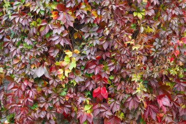 Kırmızı üzüm yapraklarının dokusu küçüktür.